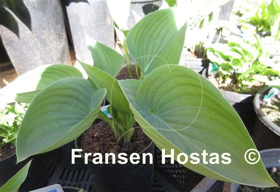 Hosta Heartleaf