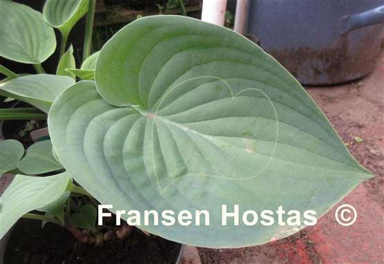 Hosta Heartleaf
