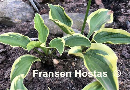 Hosta Hearts Galore