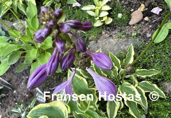 Hosta Hearts Galore