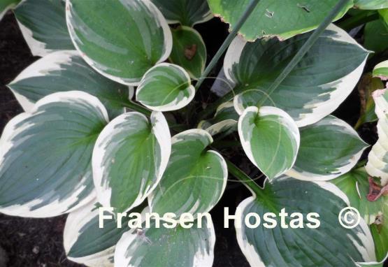 Hosta Heart's Content