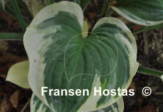 Hosta Heart's Content