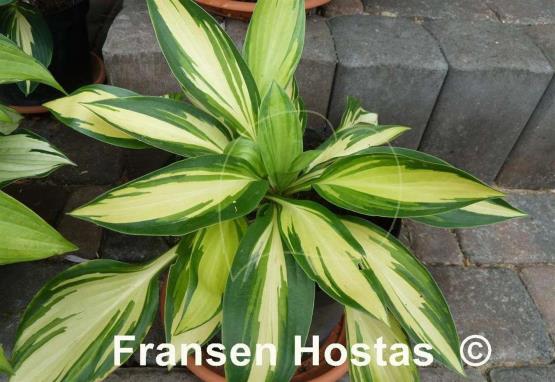 Hosta Hearts on Fire