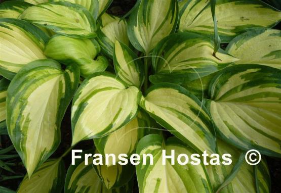 Hosta Hearts on Fire