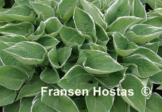 Hosta Heartsong