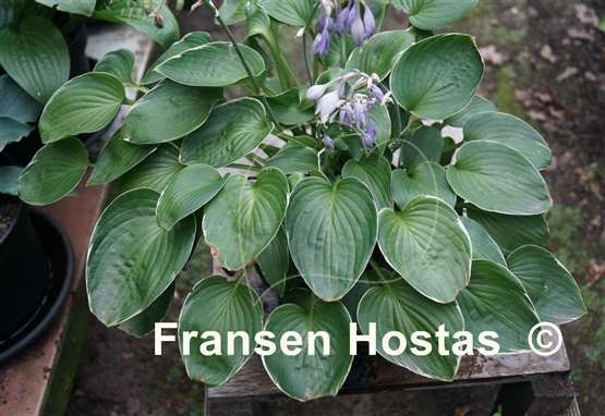 Hosta Heartsong