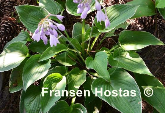 Hosta Heartsong
