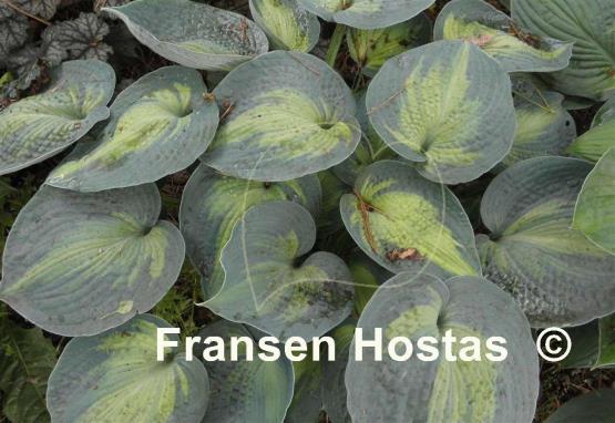 Hosta Heat Wave