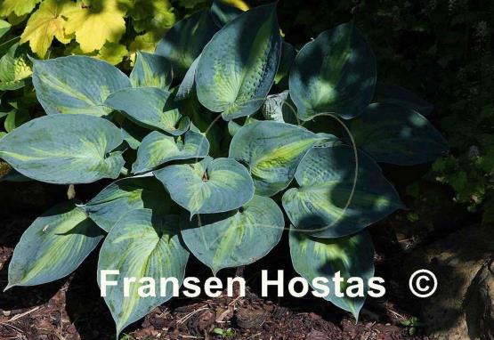 Hosta Heat Wave