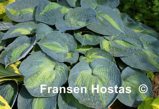 Hosta Heat Wave