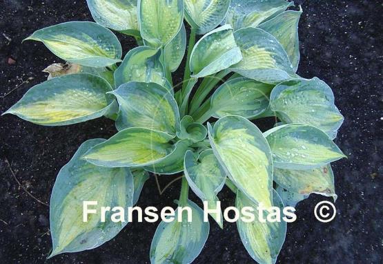 Hosta Heat Wave
