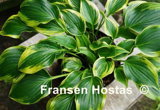 Hosta Heather Hill