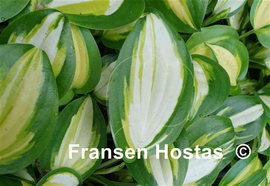 Hosta Heatwave Harmony