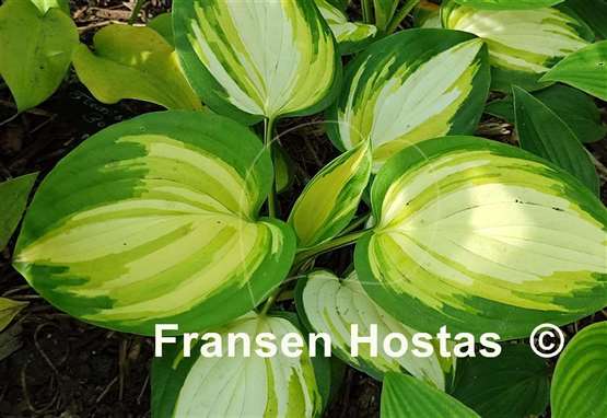 Hosta Heatwave Harmony
