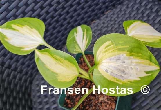Hosta Heatwave Harmony