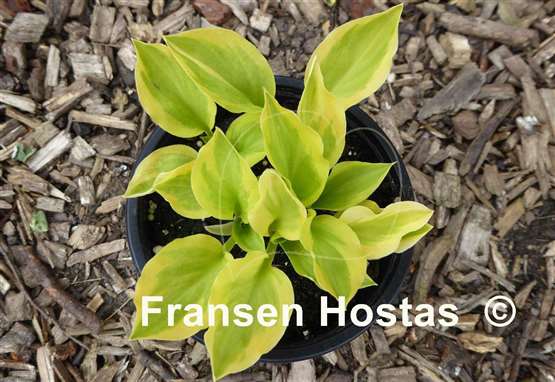 Hosta Heavenly Tiara