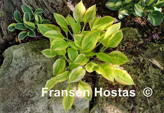 Hosta Heavenly Tiara