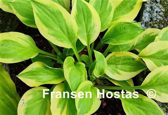 Hosta Heavenly Tiara