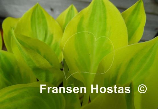 Hosta Heavenly Tiara
