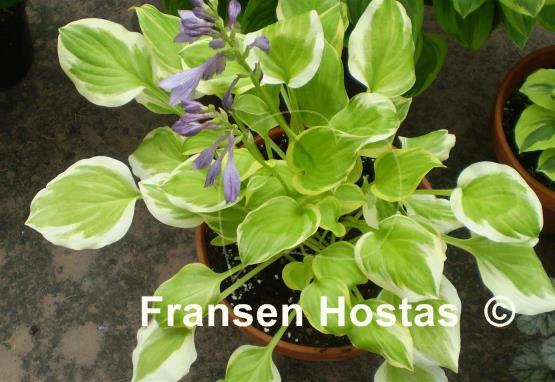 Hosta Heavenly Tiara