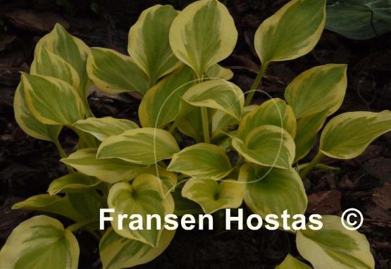 Hosta Heavenly Tiara