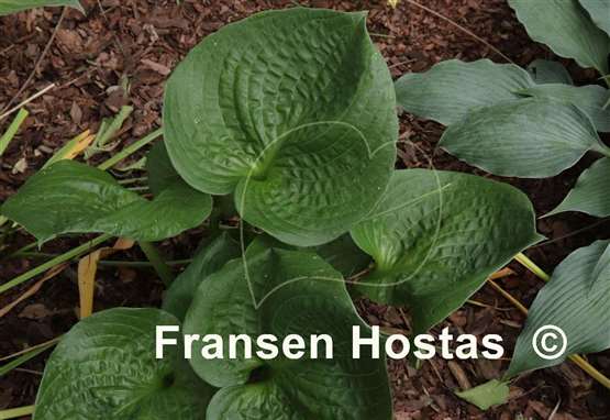 Hosta Heavy Duty