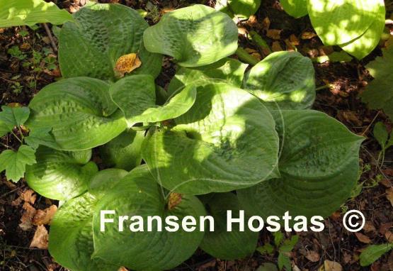 Hosta Heavy Duty