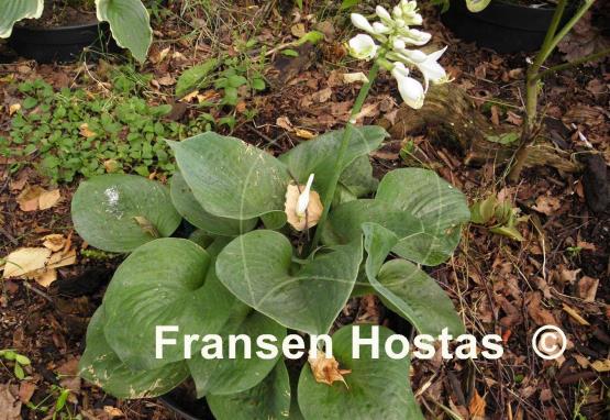 Hosta Heavy Duty