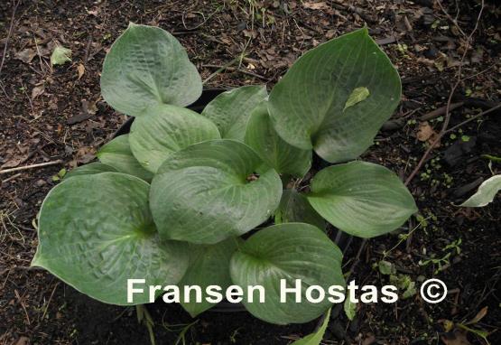 Hosta Heavy Duty