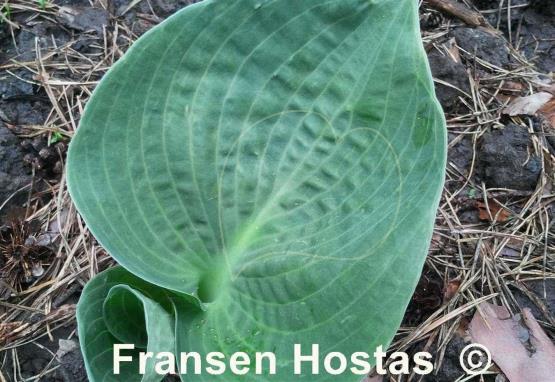 Hosta Heavy Duty