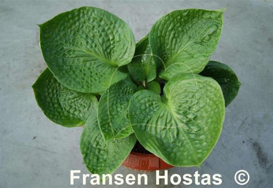 Hosta Heavy Duty