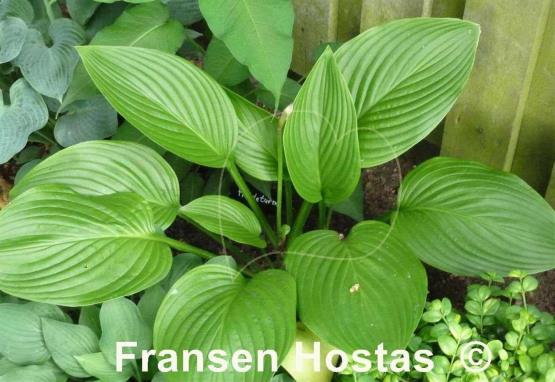 Hosta Heideturm