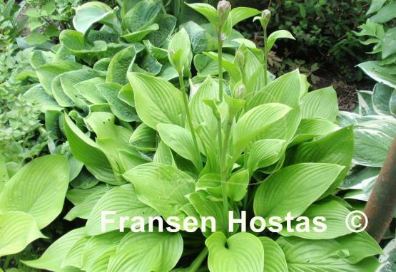 Hosta Heideturm