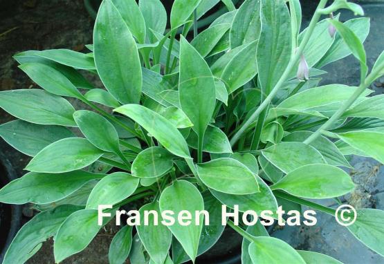 Hosta Helen Field Fischer