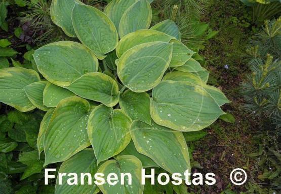 Hosta Heliarc