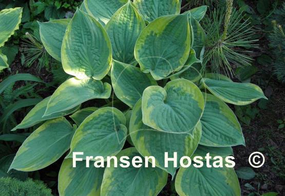 Hosta Heliarc