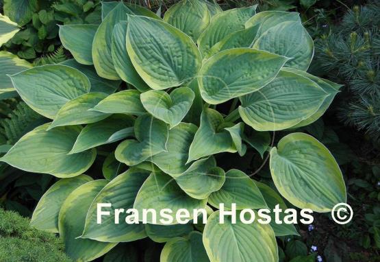 Hosta Heliarc