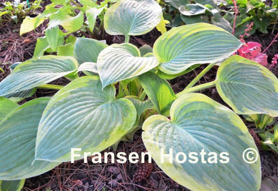 Hosta Heliarc