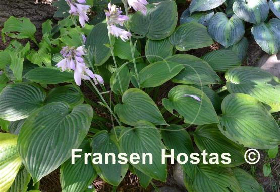 Hosta Heliarc