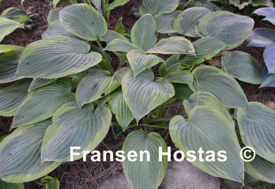 Hosta Heliarc