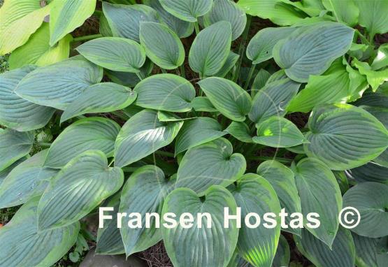Hosta Heliarc