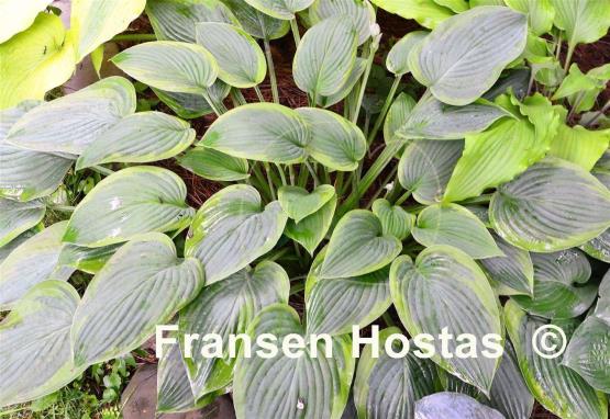 Hosta Heliarc