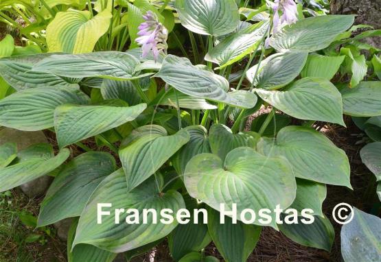 Hosta Heliarc