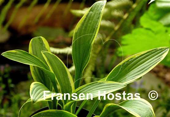 Hosta Helonioides Albopicta