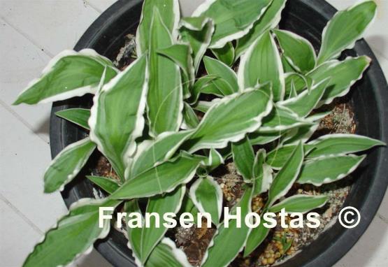 Hosta Helonioides Albopicta