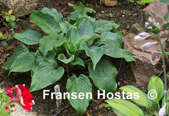 Hosta Her Eyes Were Blue