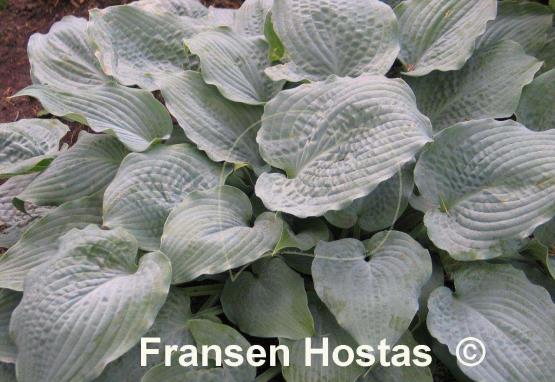 Hosta Her Eyes Were Blue