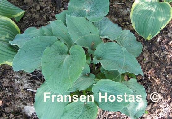 Hosta Her Eyes Were Blue