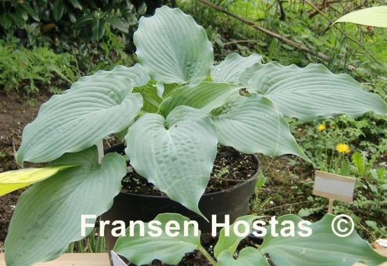 Hosta Her Eyes Were Blue