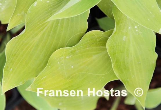 Hosta Herbal Tea
